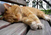 Қоғамдық маңызы бар іс