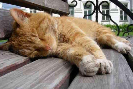 Қоғамдық маңызы бар іс